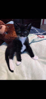 Rescue Domestic Short Hair Cats for Adoption in Vacaville, California - Hunter | PetCurious