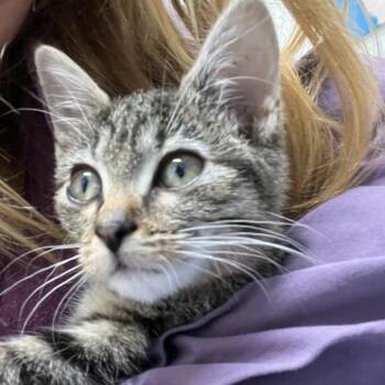 Glinda -  Domestic Short Hair Cat for Adoption in Durham, North Carolina - Glinda | PetCurious