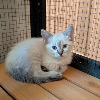 Siamese Cats Available for Adoption in Boerne, Texas - Hazelnut Biscotti | PetCurious