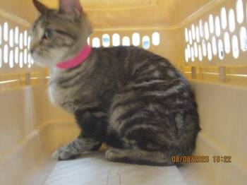 (619) -  Domestic Short Hair Cat for Adoption in Marietta, Georgia - (619) | PetCurious