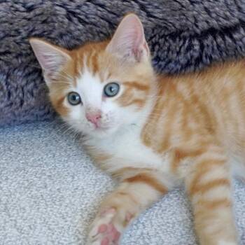 Sunny -  Domestic Short Hair Cat for Adoption in Pleasanton, California - Sunny | PetCurious