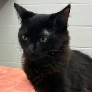 Coco -  Domestic Medium Hair Cat for Adoption in Corpus Christi, Texas - Coco | PetCurious