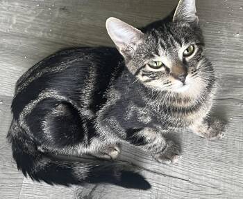 Splash -  Domestic Short Hair Cat for Adoption in Lexington, South Carolina - Splash | PetCurious