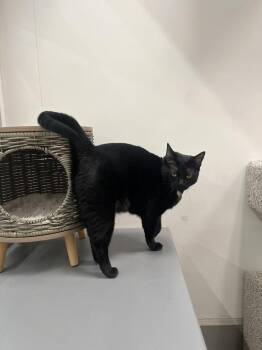 Domestic Short Hair Cats Available for Adoption - SALLY | PetCurious