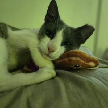 Daffodil -  Domestic Short Hair Cat for Adoption in Tipp City, Ohio - Daffodil | PetCurious
