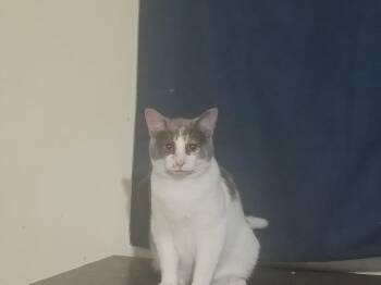 Mousy -  Domestic Short Hair Cat for Adoption in Niles, Michigan - Mousy | PetCurious