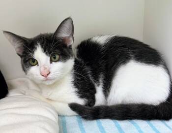 Rescue Domestic Short Hair Cats for Adoption in Bryant, Arkansas - Timber | PetCurious