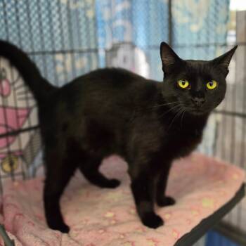 Domestic Short Hair Cats Available for Adoption in Chino Hills, California - Kocha - Chino Hills Location | PetCurious