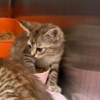 0766-C26 -  Domestic Short Hair Cat for Adoption in Port Charlotte, Florida - 0766-C26 | PetCurious