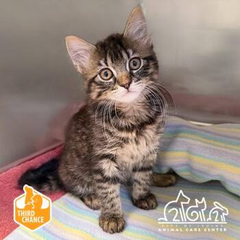 CAROL -  Domestic Short Hair Cat for Adoption in Irvine, California - CAROL | PetCurious