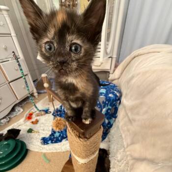 Genevieve -  Domestic Short Hair Cat for Adoption in Chicago, Illinois - Genevieve | PetCurious