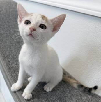 Signa -  Domestic Short Hair Cat for Adoption in Venice, Florida - Signa | PetCurious