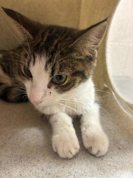 A798251 -  Domestic Short Hair Cat for Adoption in Louisville, Kentucky - A798251 | PetCurious