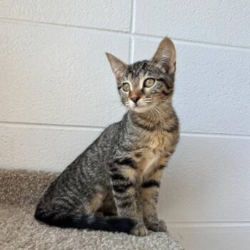 Martingale -  Domestic Short Hair Cat for Adoption in South Elgin, Illinois - Martingale | PetCurious