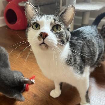 Domestic Short Hair Cats Available for Adoption - Dipper | PetCurious