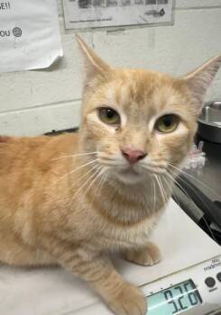 Domestic Short Hair Cats Available for Adoption - POLIE | PetCurious