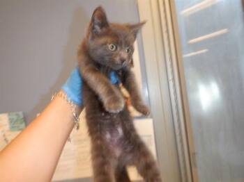 Domestic Short Hair Cats Available for Adoption in San Jose, California - CHEERIO | PetCurious