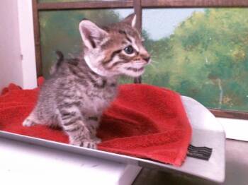 Domestic Short Hair Cats Available for Adoption in Houston, Texas - ALEXANDER | PetCurious