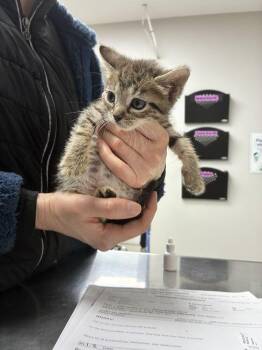 Travi -  Domestic Short Hair Cat for Adoption in Marietta, Georgia - Travi | PetCurious