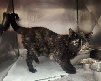 Tootsie -  Domestic Short Hair Cat for Adoption in Clayton, New Jersey - Tootsie | PetCurious