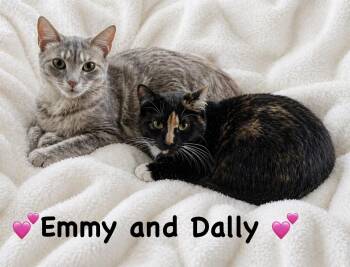 Domestic Short Hair Cats Available for Adoption in Copley, Ohio - Emmy And Dally | PetCurious