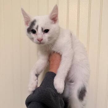 Firefly -  Domestic Short Hair Cat for Adoption in Sequatchie, Tennessee - Firefly | PetCurious