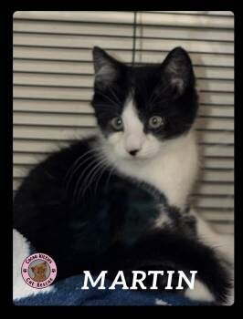 Domestic Short Hair Cats Available for Adoption in Hershey, Pennsylvania - Martin | PetCurious