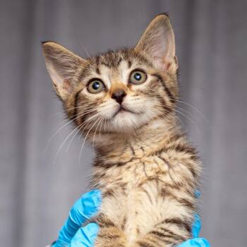 Domestic Short Hair Cats Available for Adoption in Hattiesburg, Mississippi - Gideon | PetCurious
