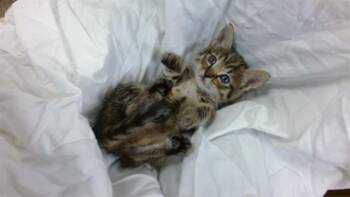Domestic Short Hair Cats Available for Adoption in Doral, Florida - PIPPER | PetCurious