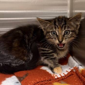 Pyro -  Domestic Short Hair Cat for Adoption in Cody, Wyoming - Pyro | PetCurious