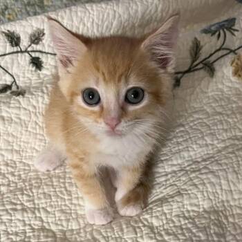 0826-138 Chicken Nugget -  Domestic Short Hair Cat for Adoption in Abingdon, Maryland - 0826-138 Chicken Nugget | PetCurious