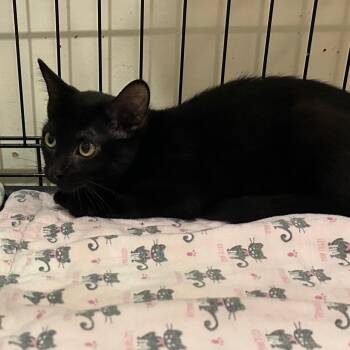Janie -  Domestic Short Hair Cat for Adoption in Durham, North Carolina - Janie | PetCurious