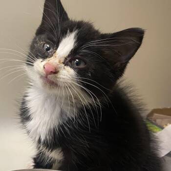 72559 -  Domestic Short Hair Cat for Adoption in Harrisonburg, Virginia - 72559 | PetCurious