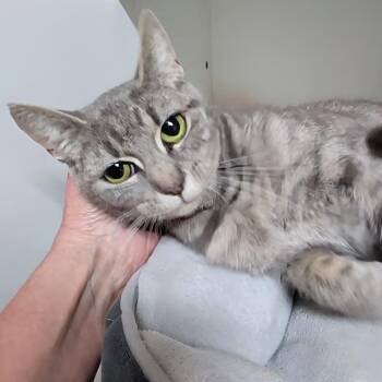 Kylie -  Domestic Short Hair Cat for Adoption in Accident, Maryland - Kylie | PetCurious