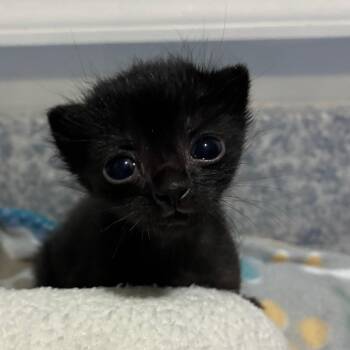 Leonard -  Domestic Short Hair Cat for Adoption in Lynchburg, Virginia - Leonard | PetCurious