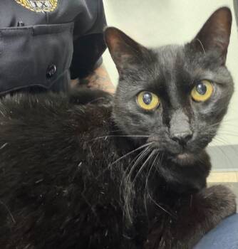 Domestic Short Hair Cats Available for Adoption in Park Row, Texas - Cobra Bubbles | PetCurious