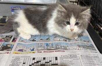 John Deer (JD) -  Domestic Long Hair Cat for Adoption in Apollo, Pennsylvania - John Deer (JD) | PetCurious
