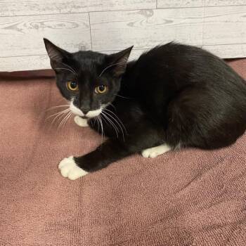 A613894 -  Domestic Short Hair Cat for Adoption in Modesto, California - A613894 | PetCurious