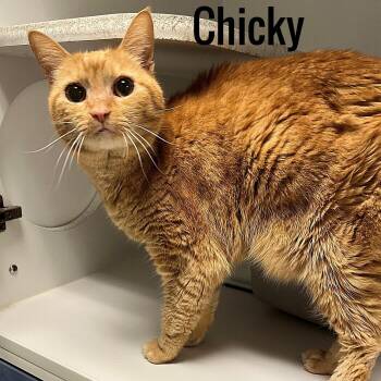 Chicky -  Domestic Short Hair Cat for Adoption in Pleasantville, New Jersey - Chicky | PetCurious