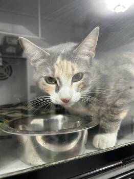 Domestic Short Hair Cats Available for Adoption in Dayton, Minnesota - Moonstone 7-1 | PetCurious