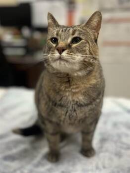 Domestic Short Hair Cats Available for Adoption in Aliquippa, Pennsylvania - WILLOW | PetCurious