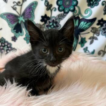 Wasp -  Domestic Short Hair Cat for Adoption in Riverwoods, Illinois - Wasp | PetCurious