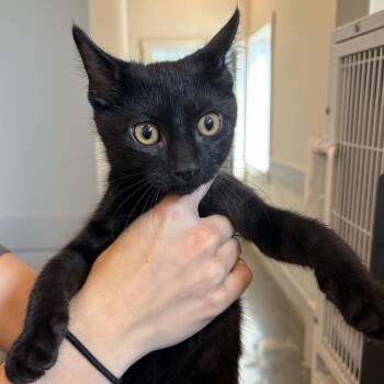 Creole -  Domestic Short Hair Cat for Adoption in Louisville, Kentucky - Creole | PetCurious