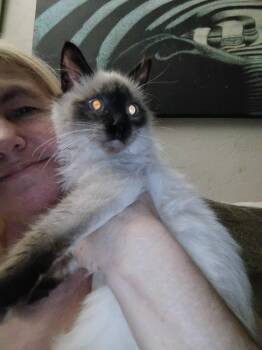 Siamese Cats Available for Adoption - Bubbles ( Kat) | PetCurious