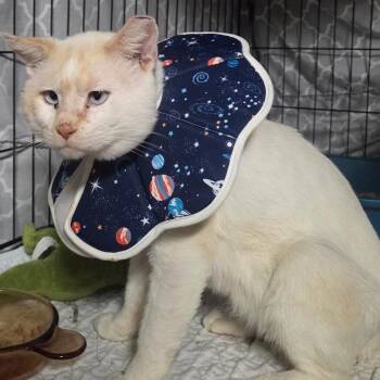 Rescue Siamese Cats for Adoption in Columbia, Missouri - B.o.b. | PetCurious