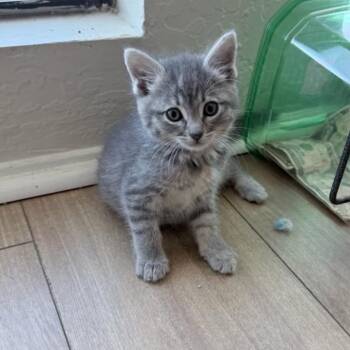 Dusty -  Domestic Long Hair Cat for Adoption in Calimesa, California - Dusty | PetCurious