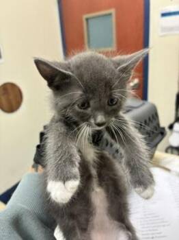 Gob -  Domestic Short Hair Cat for Adoption in Charleston, South Carolina - Gob | PetCurious