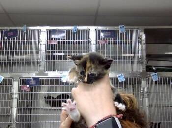 Domestic Short Hair Cats Available for Adoption in Pasadena, Texas - A184895 | PetCurious