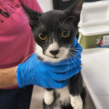 Kitten 09/22/2026 -  Domestic Short Hair Cat for Adoption in Bullhead City, Arizona - Kitten 09/22/2026 | PetCurious