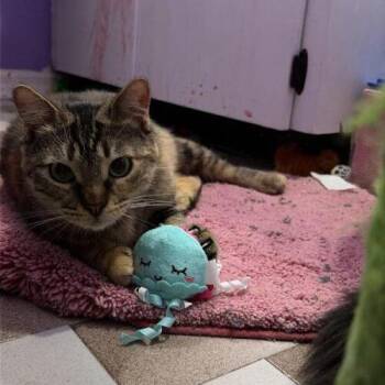 Katniss -  Domestic Short Hair Cat for Adoption in Tampa, Florida - Katniss | PetCurious